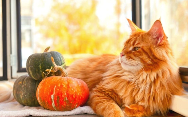 Easy Homemade Cat Treats with Pumpkin
