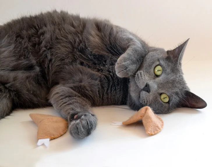 Felt Fortune Cookie Cat Toys