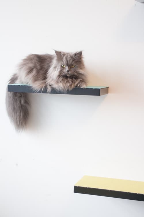 Floating Cat Shelves