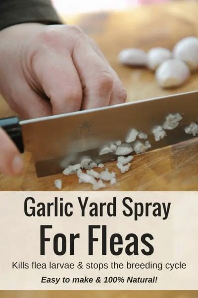 Garlic Homemade Flea Killing Spray For Yard