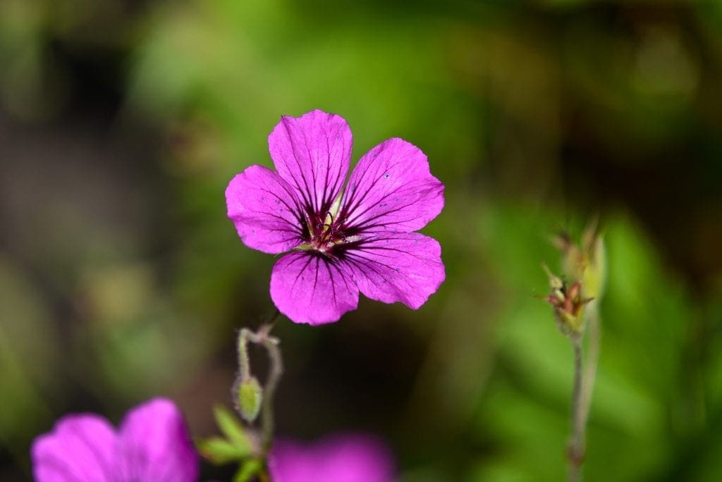 Geraniums