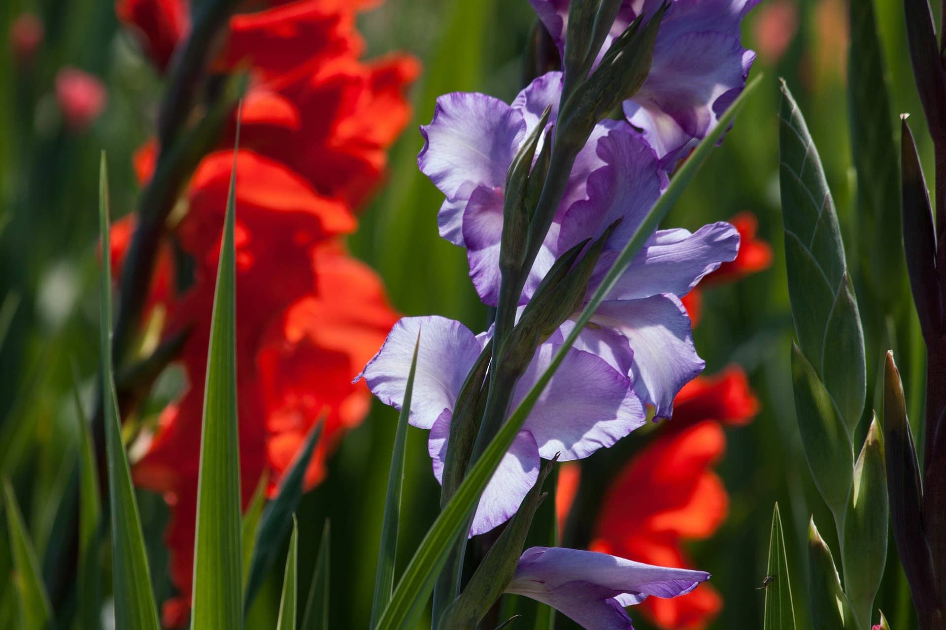 Gladiolus Flower