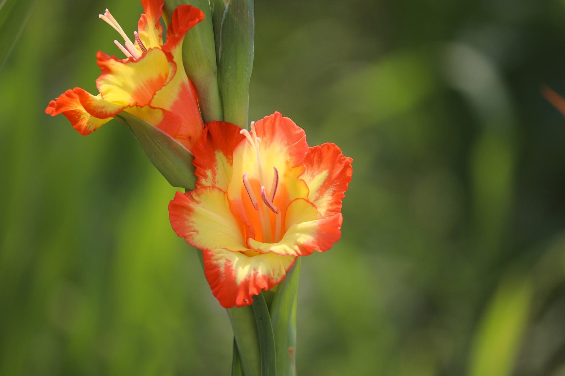 Gladiolus Flower