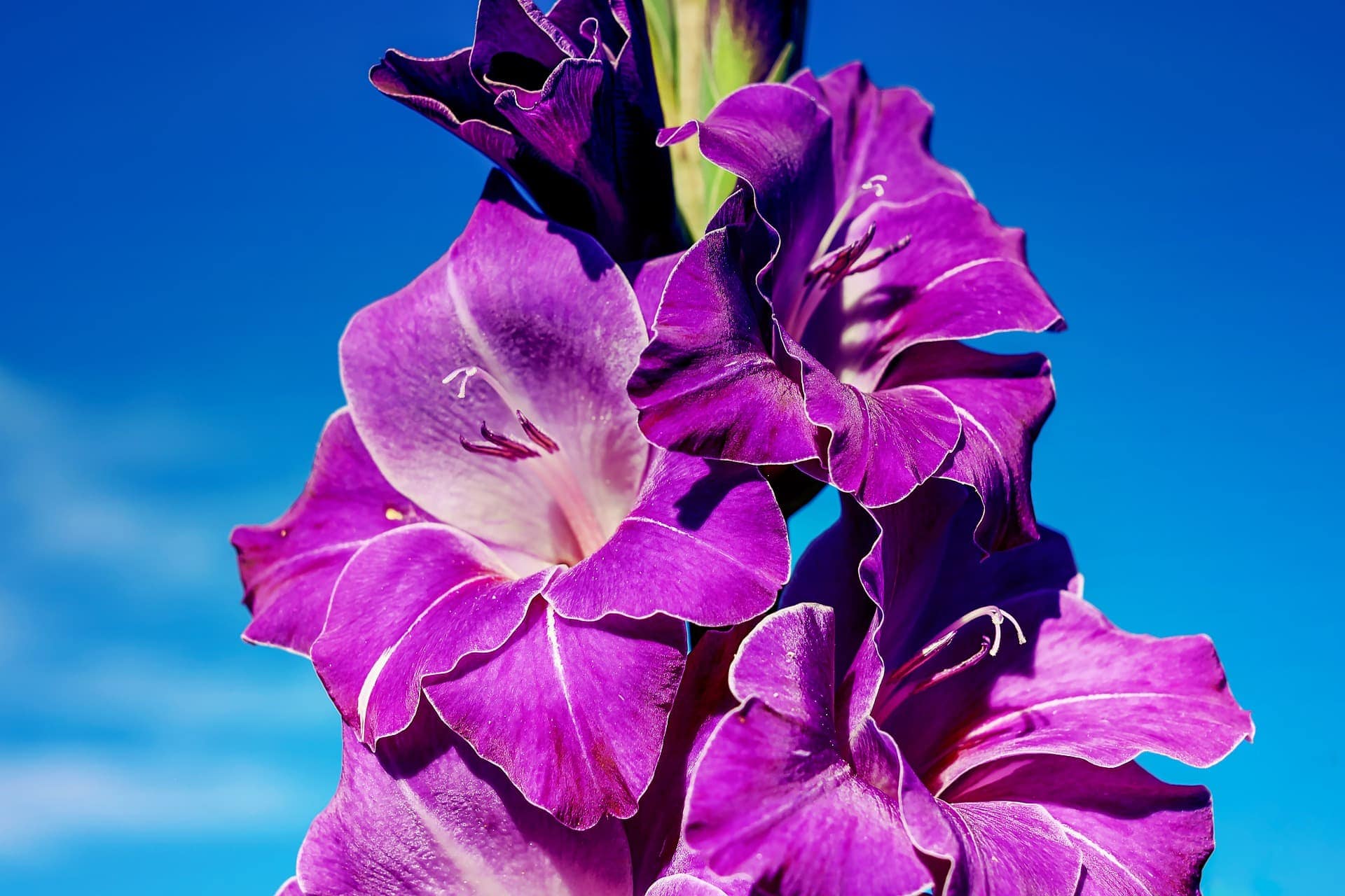 Gladiolus Flower