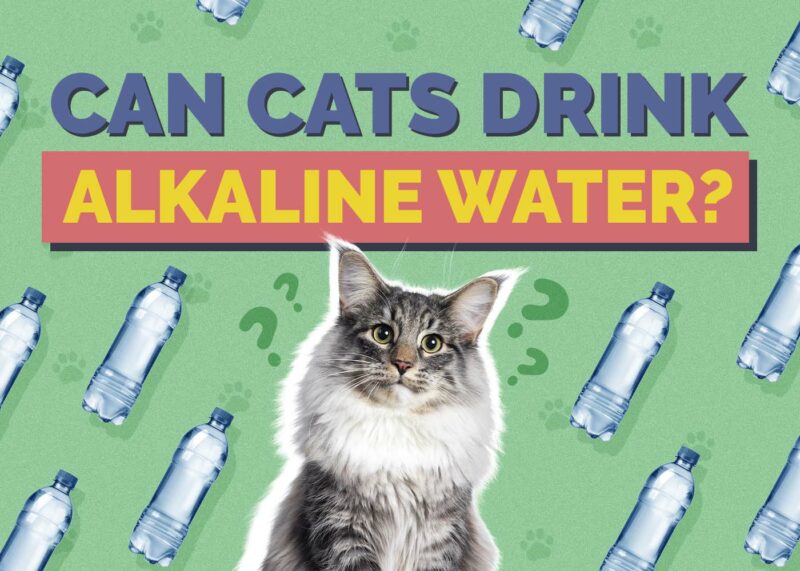 Hepper_Can Cats Drink_Alkaline Water