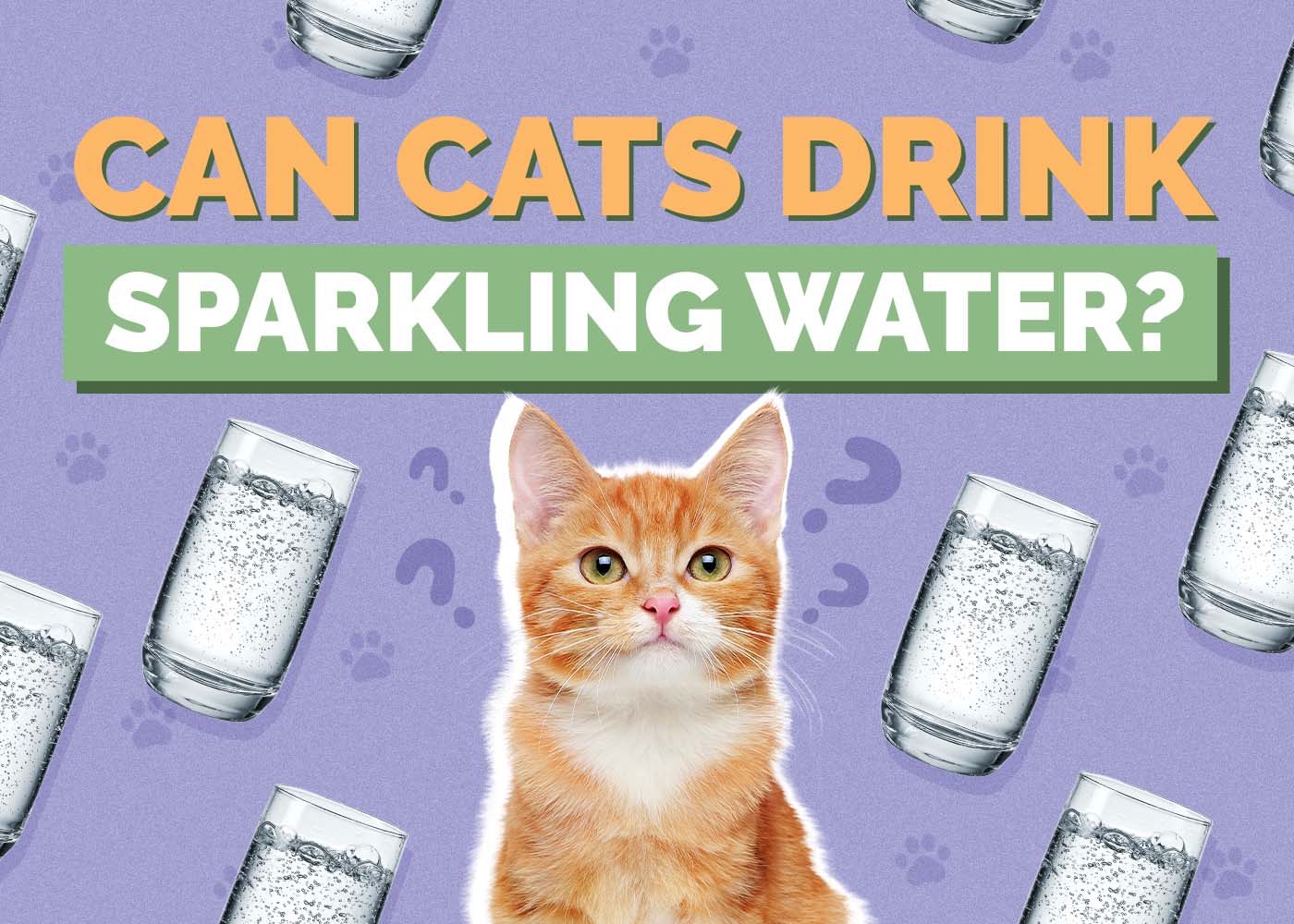Hepper_Can Cats Drink_Sparkling Water