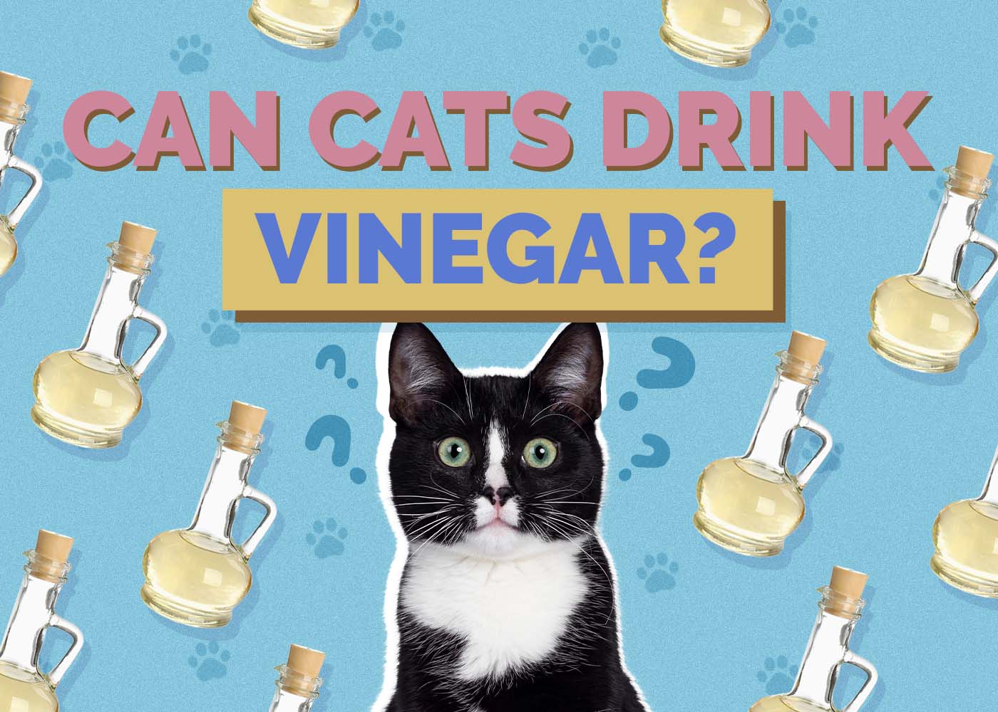 Hepper_Can Cats Eat_Vinegar