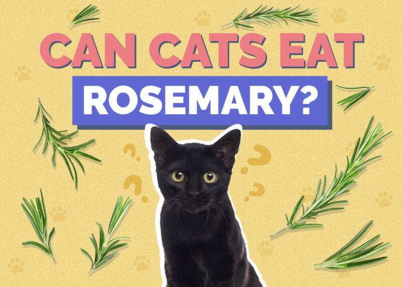Hepper_Can Cats Eat_Rosemary