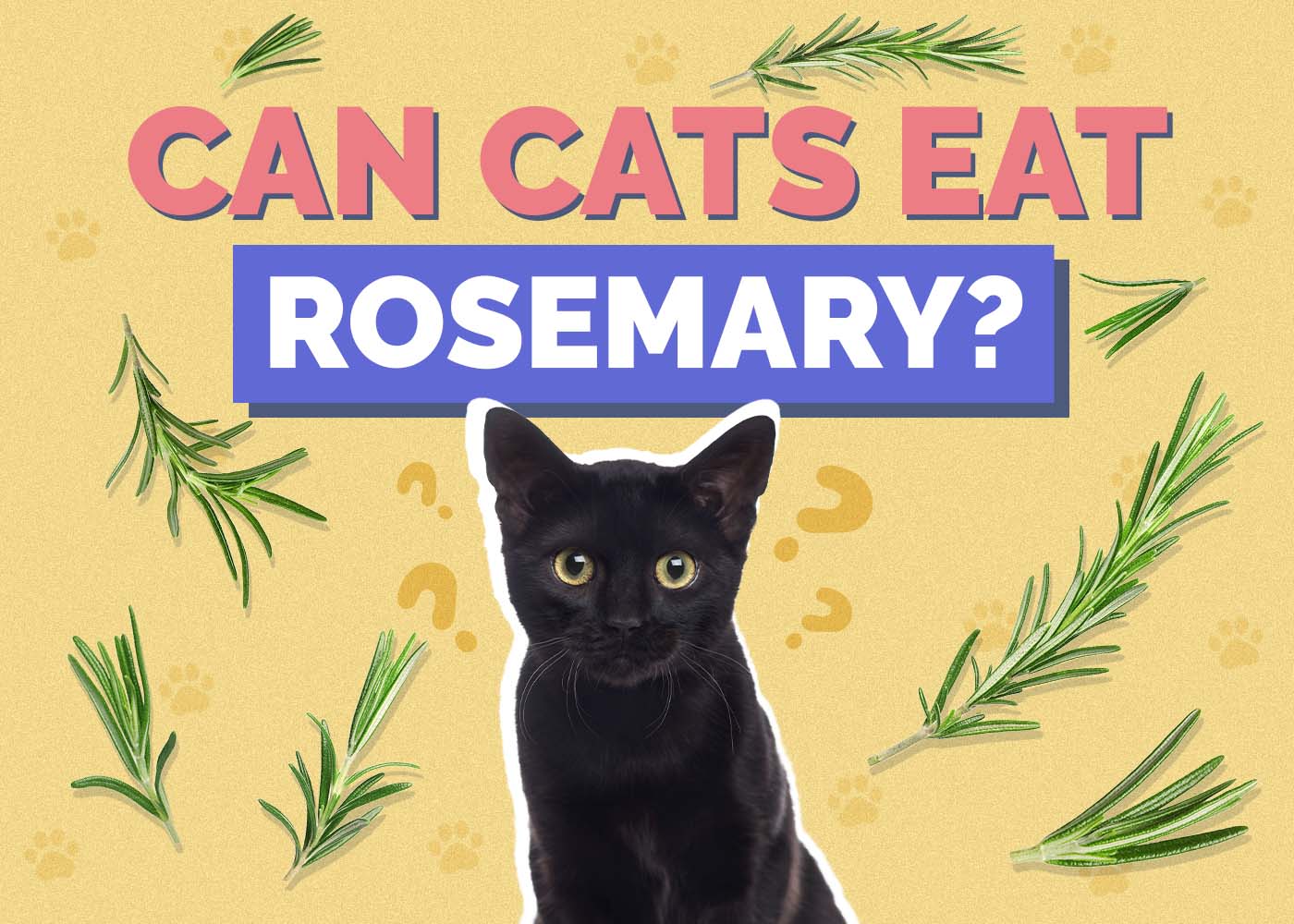Hepper_Can Cats Eat_Rosemary