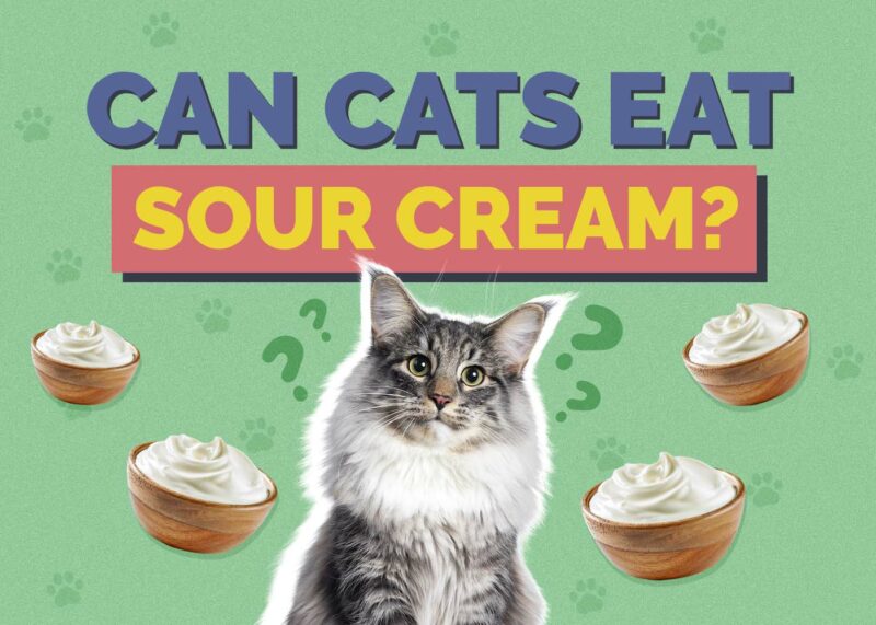 Hepper_Can Cats Eat_Sour Cream