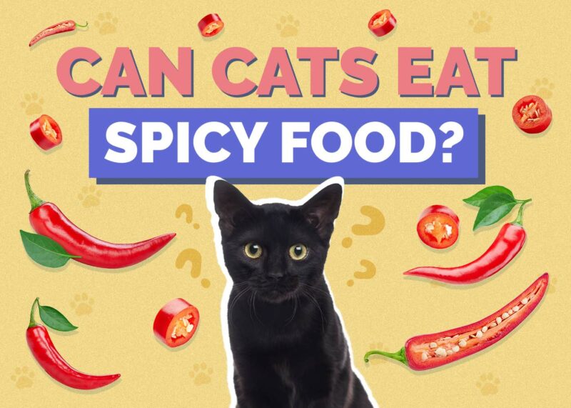 Hepper_Can Cats Eat_Spicy Food