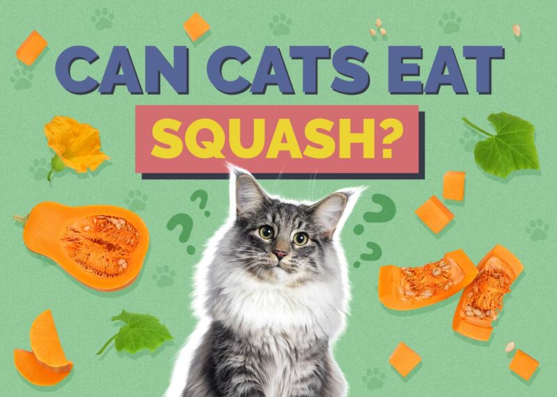 Hepper_Can Cats Eat_Squash