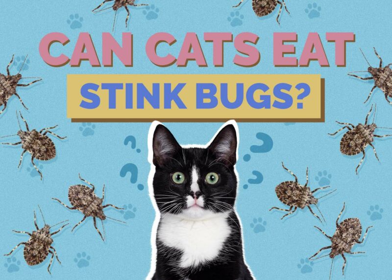 Hepper_Can Cats Eat_Stink Bugs