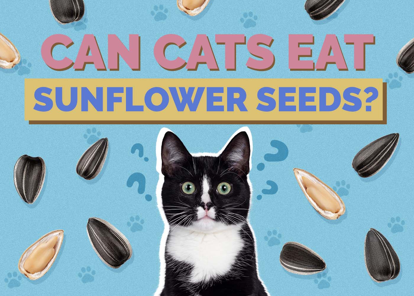 Hepper_Can Cats Eat_Sunflower Seeds