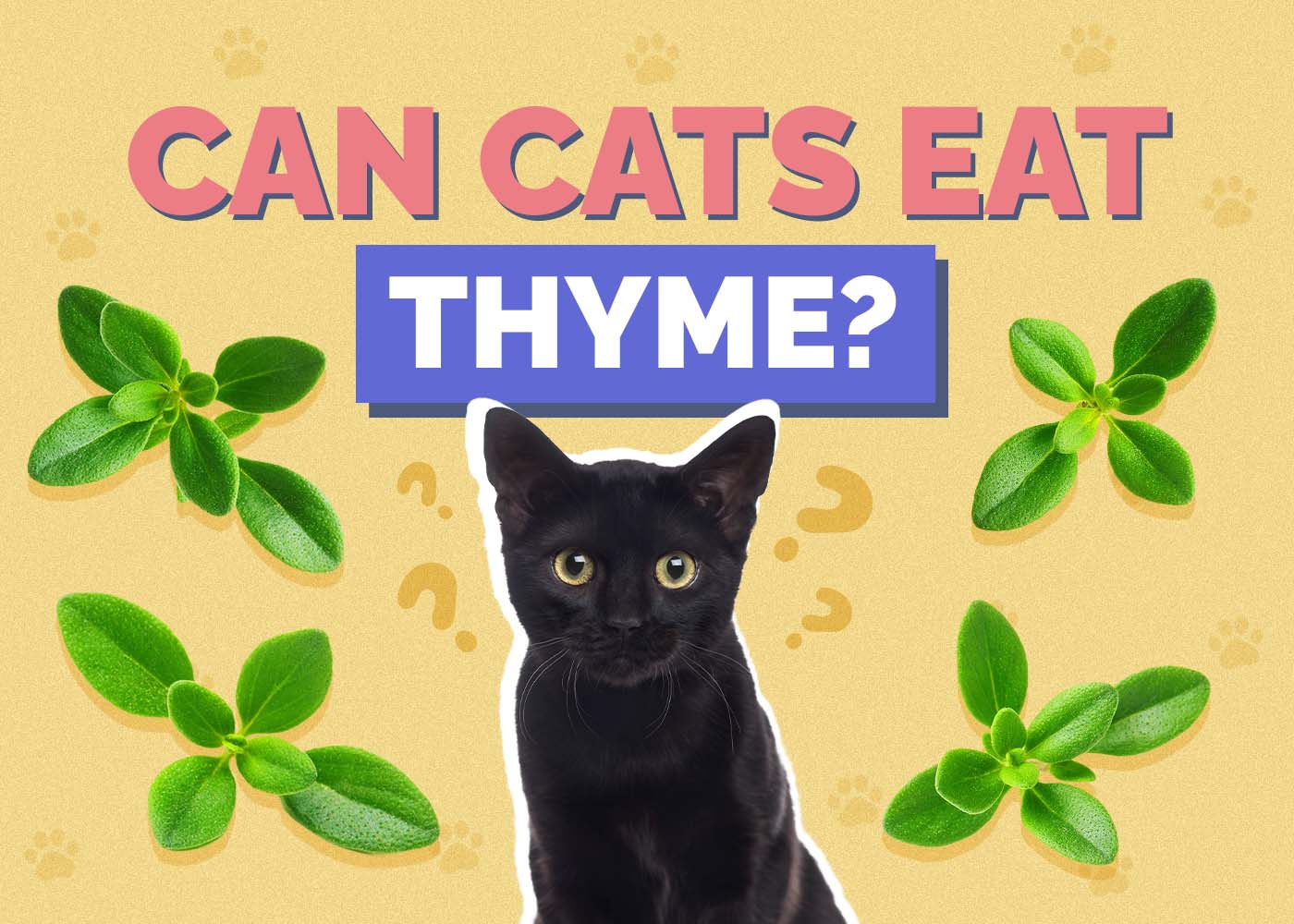 Hepper_Can Cats Eat_Thyme