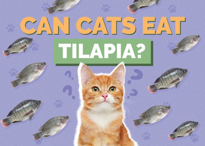 Hepper_Can Cats Eat_Tilapia