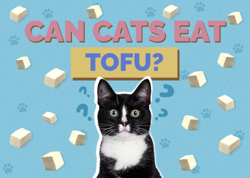 Hepper_Can Cats Eat_Tofu