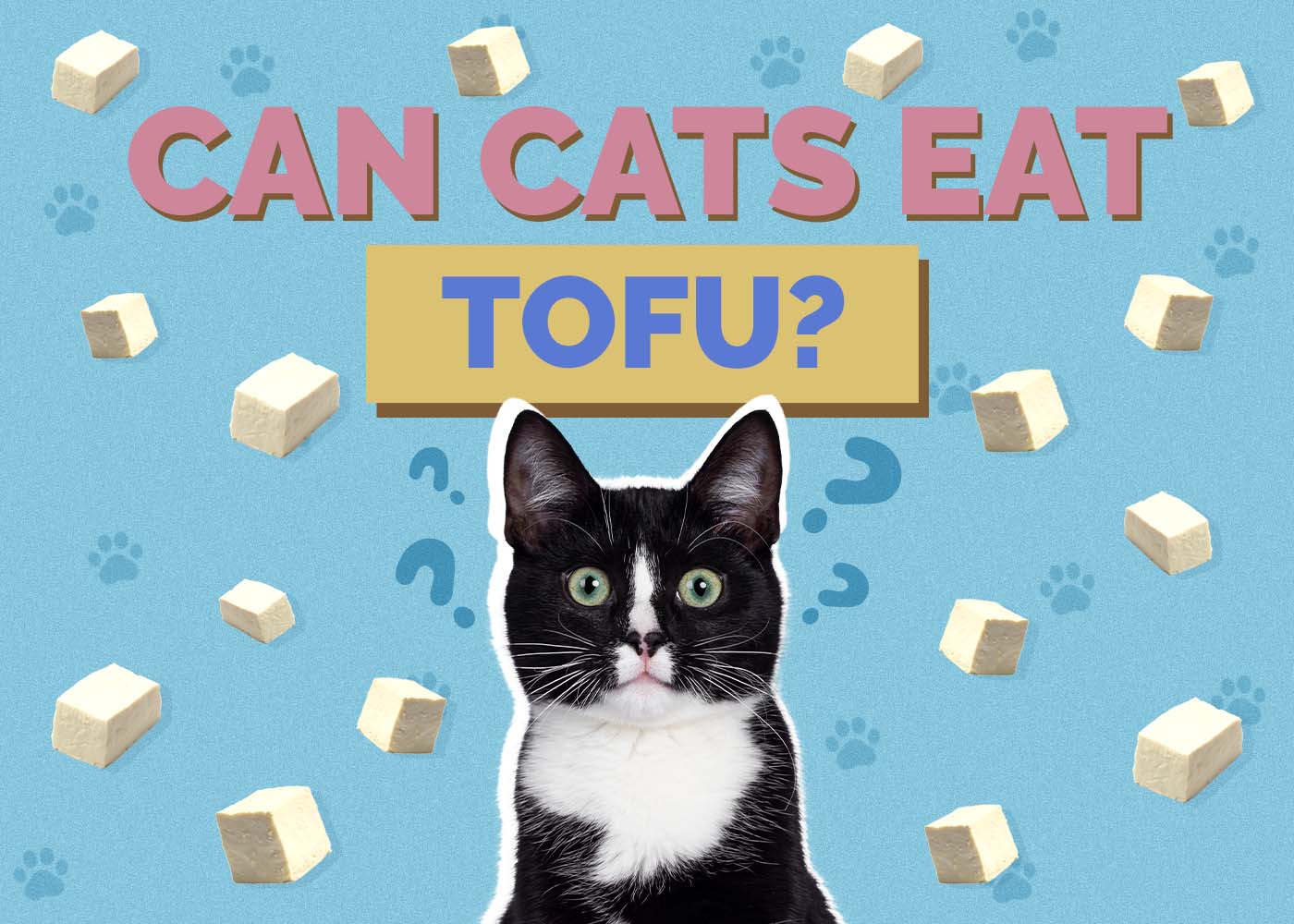 Hepper_Can Cats Eat_Tofu