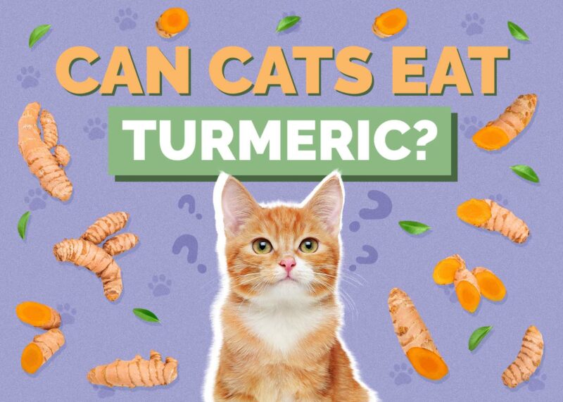 Hepper_Can Cats Eat_Turmeric