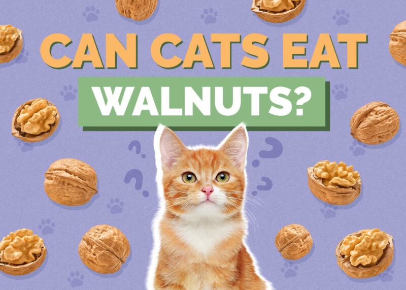 Hepper_Can Cats Eat_Walnuts