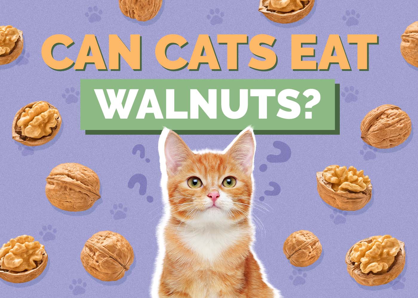 Hepper_Can Cats Eat_Walnuts