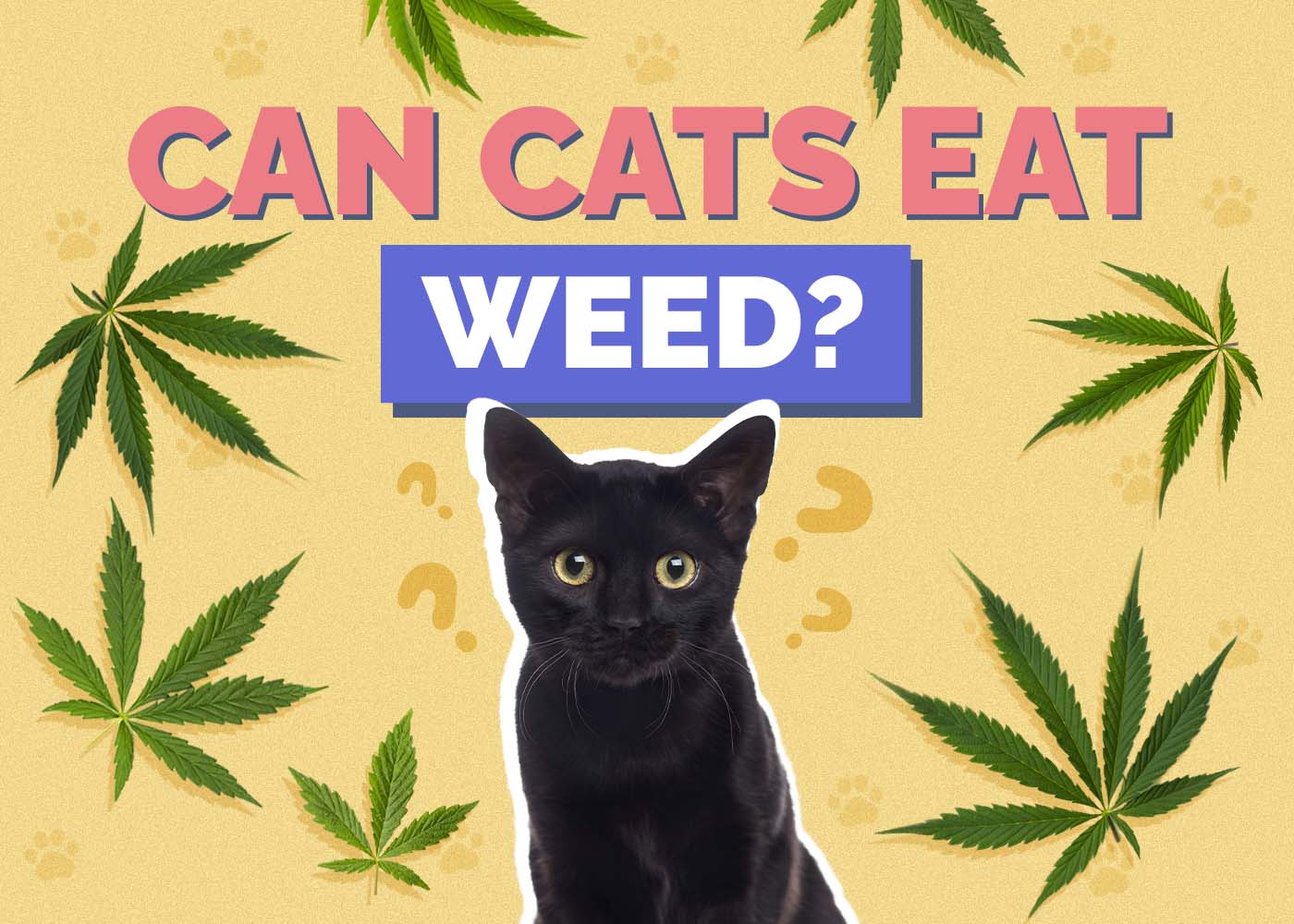 Hepper_Can Cats Eat_Weed