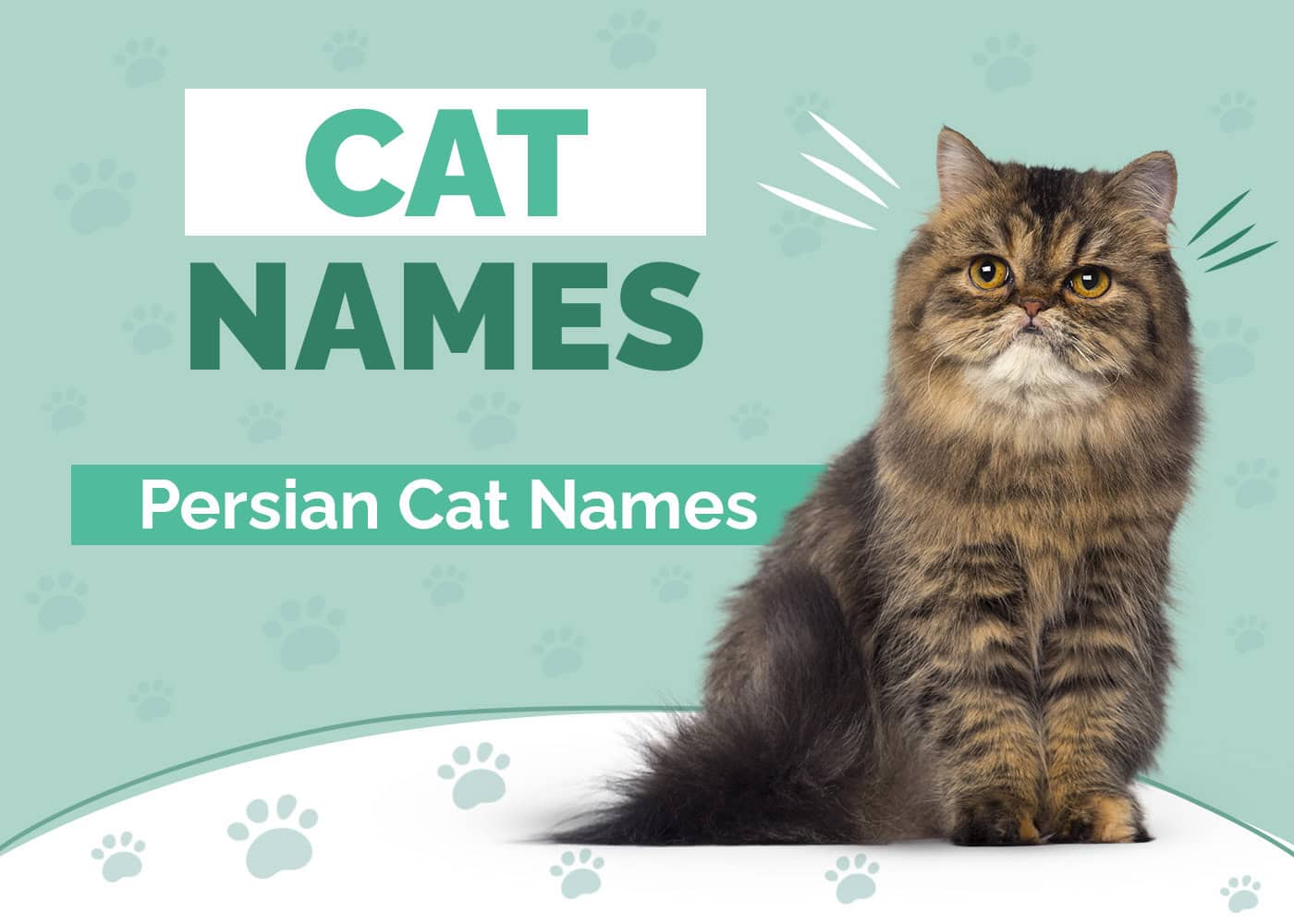 Persian Cat Names for Pets