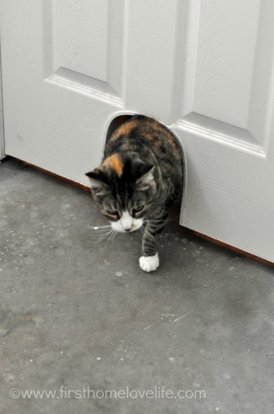 Hideaway Cat Door- First home lovelife