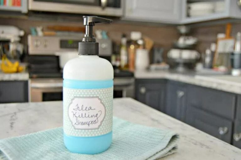 Homemade Flea Spray for Cats: 6 Vet-Reviewed Recipes | Hepper Pet Resources - Cat Flea Repellent Homemade Spray Recipes