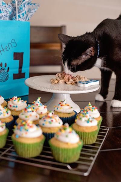 How to Make a Birthday Cake for Your Cat