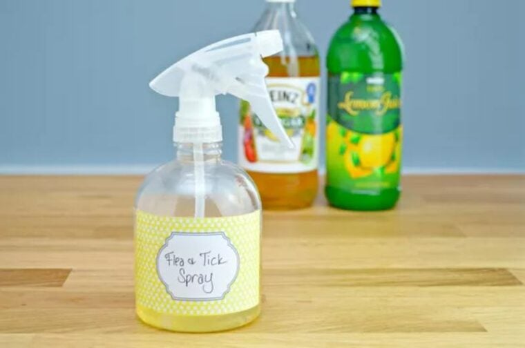 Image showcasing Homemade Flea Spray for Cats: 6 Vet-Reviewed Recipes | Hepper Pet Resources