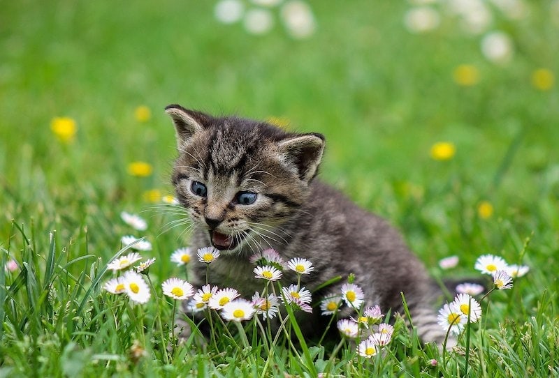 Kitten surrounded by grass and white flowers
