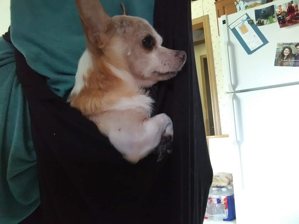 Long-Sleeve Shirt Small Pet Sling- jeanthepetwriter