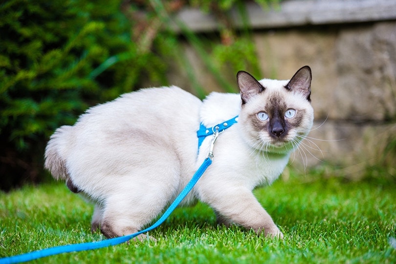 Mekong Bobtail Cat Outside