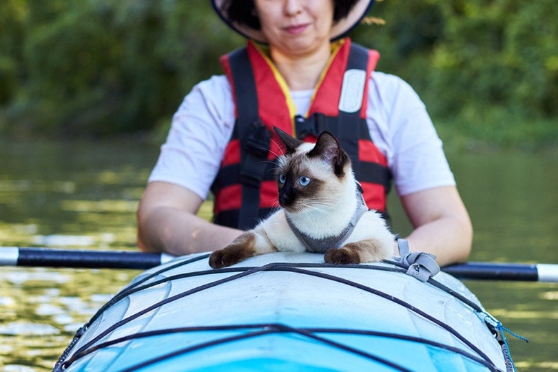 Mekong Bobtail Cat With Owner