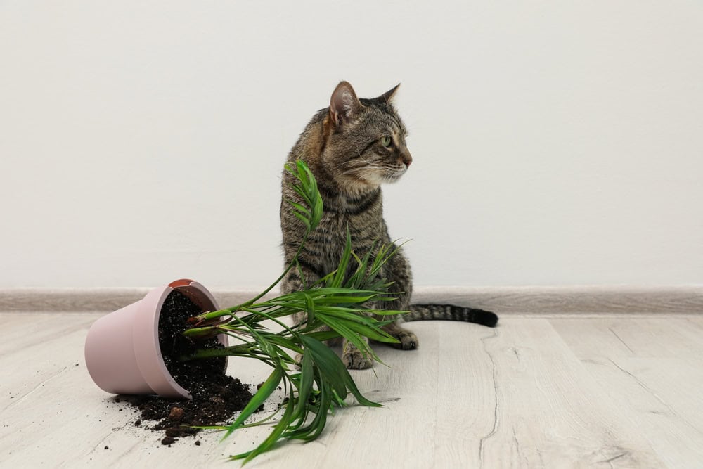 Mischievous cat topples plant vase