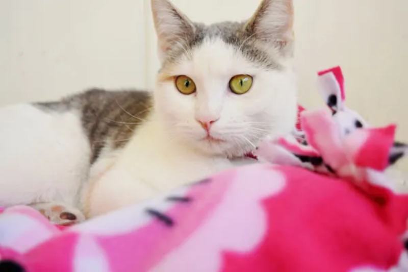 NO SEW FLEECE CAT BLANKET