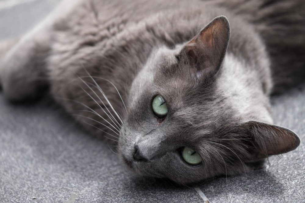 Nebelung cat affectionate cuddle sleeping happy