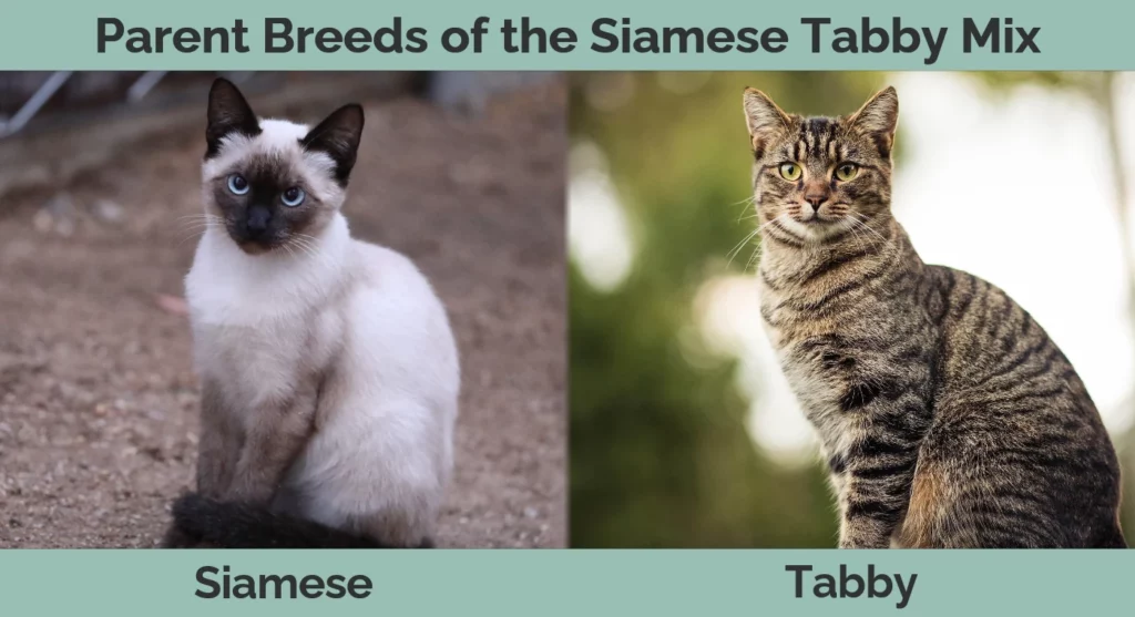 Parent breeds of the Siamese Tabby Mix