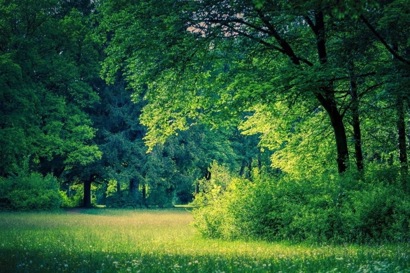 Prickly bushes surrounding a tree