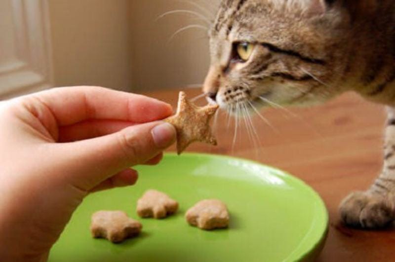 Quick And Healthy Homemade Cat Treats with Coconut Oil