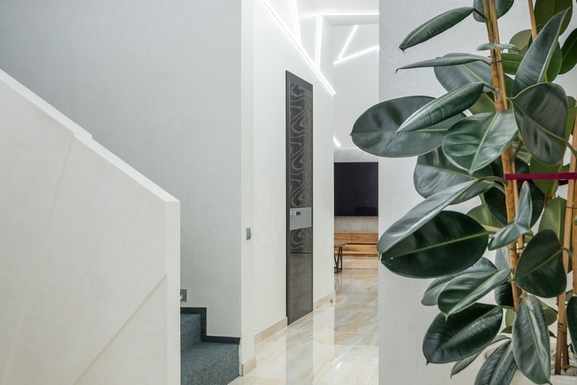 Rubber plant inside the house