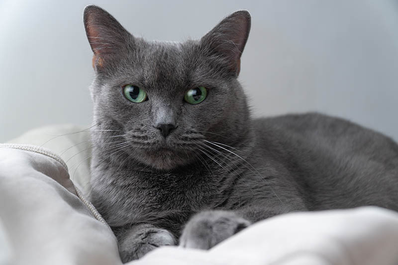 Russian-Blue-cat-with-green-eyes