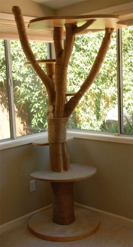 She Dragged This Dirty Tree Into Her Home… But When I Saw Why_ I NEED This!