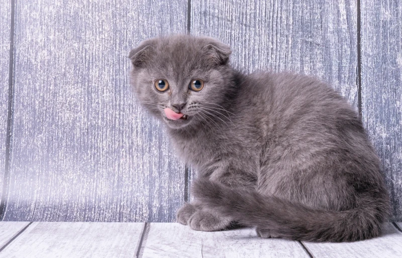 Small British fold kitten sits on wooden surface