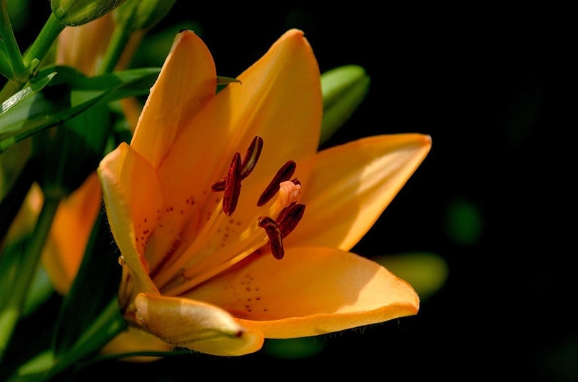 Tiger lilies