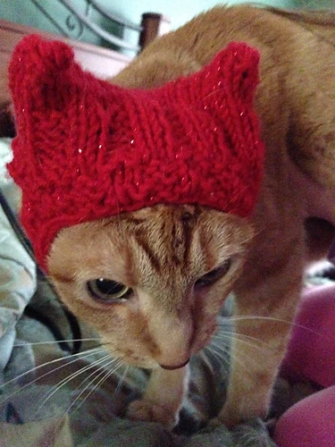 Toasty Ears for Angry Cats Knit Pattern- Ravelry