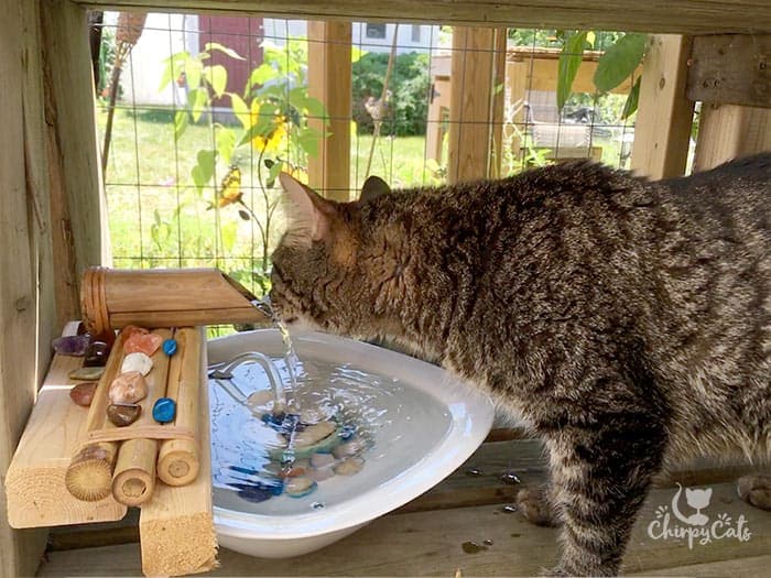 Turn your catio into a cat paradise with this easy fountain hack