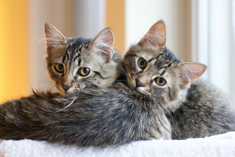 Two Tabby Cat