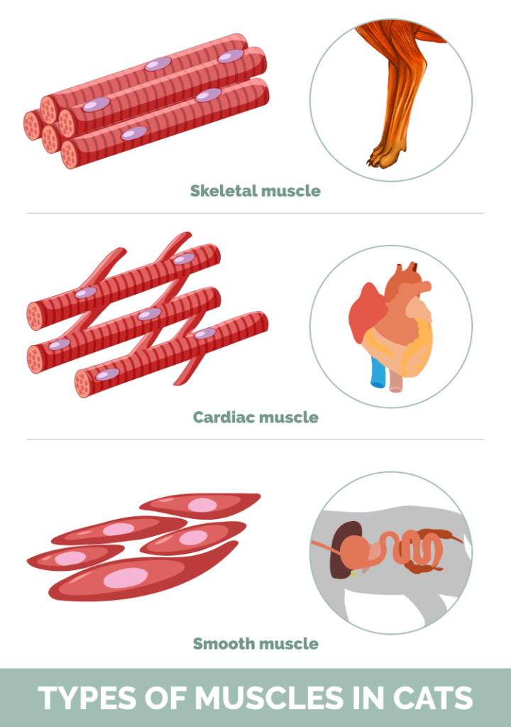 Three Types of Muscle in Cats